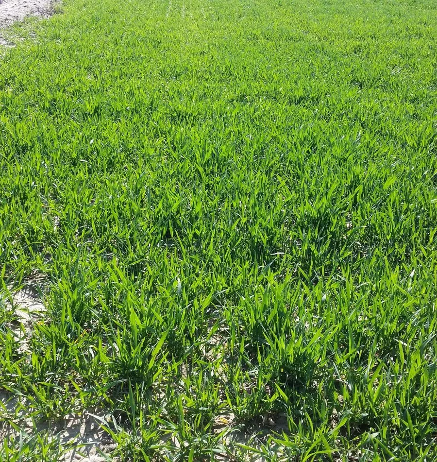 terrain à vendre à Miłocice Małe | 30 000 m²