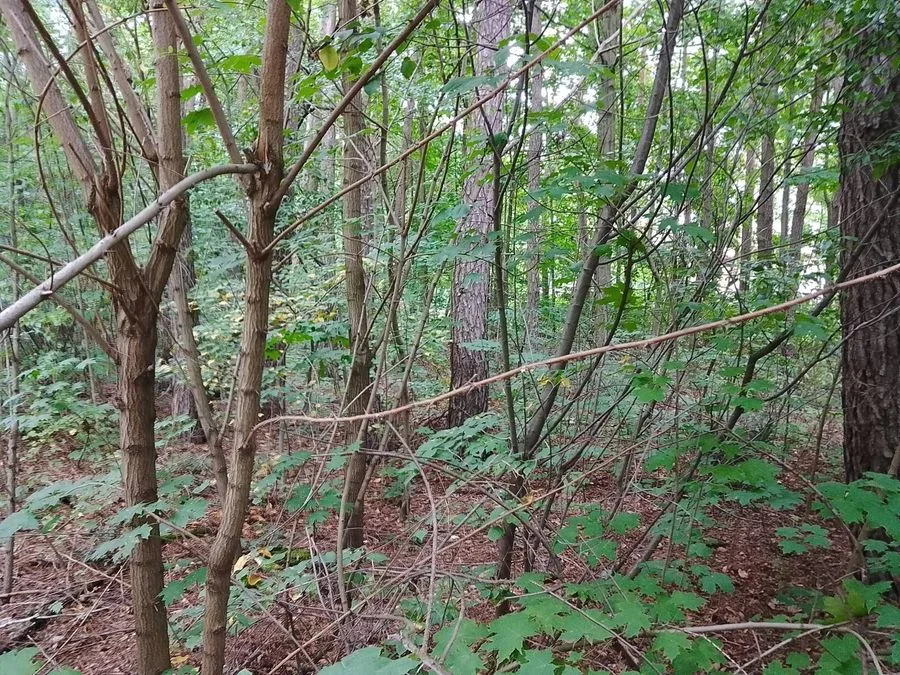Grundstück zum Verkauf in Grotniki | 2.321 m²