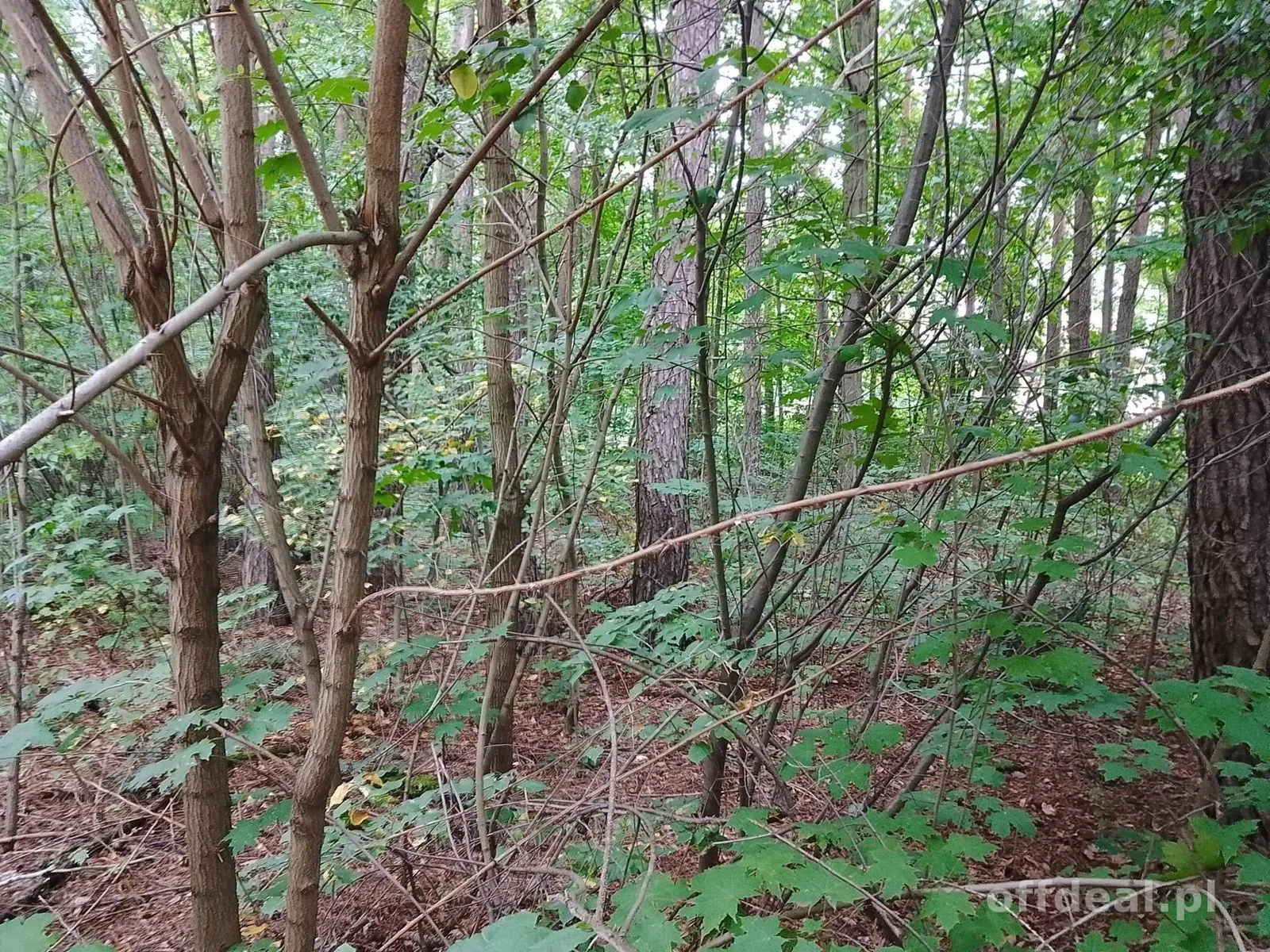 Grundstück zum Verkauf in Grotniki | 2.321 m²