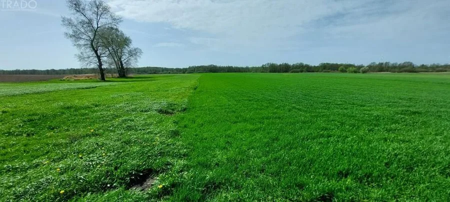 Gospodarstwo 5,72 ha Góraj gm. Babiak