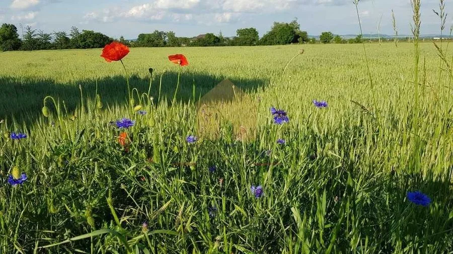 Działka w Jaźwinei