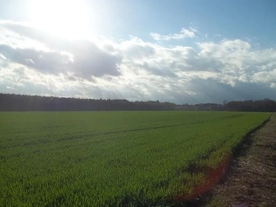 terrain à vendre à Oleśnica | 120 000 m²