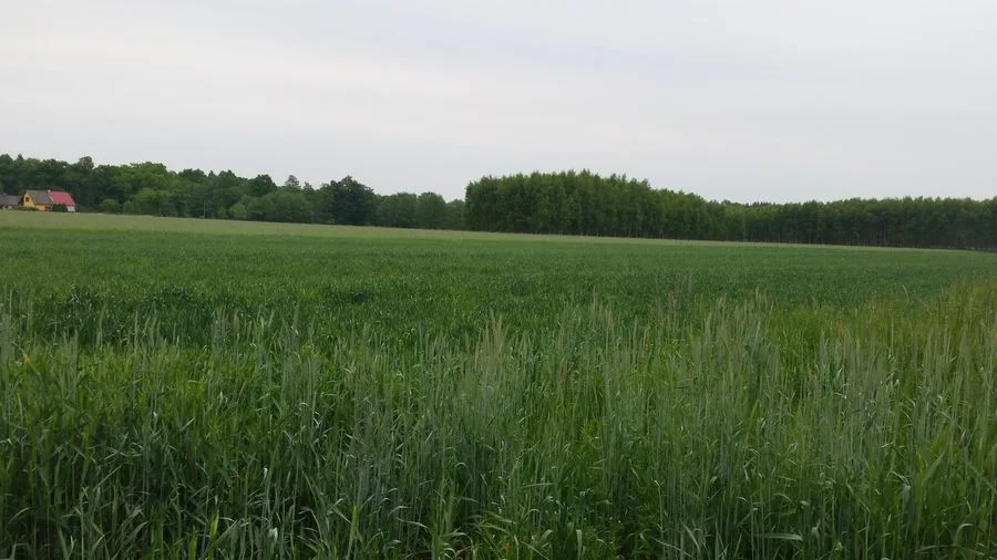 terrain à vendre à Byków | 3 000 m²