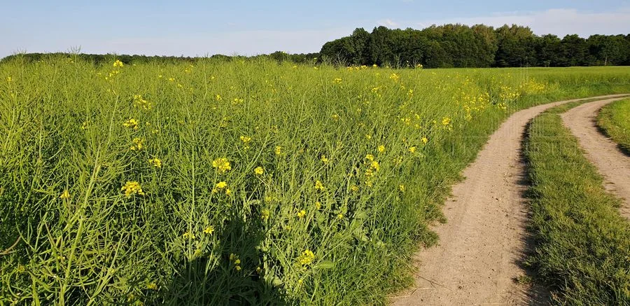 Inwestuj w przyszłość-postaw farmę fotowoltaiczną!