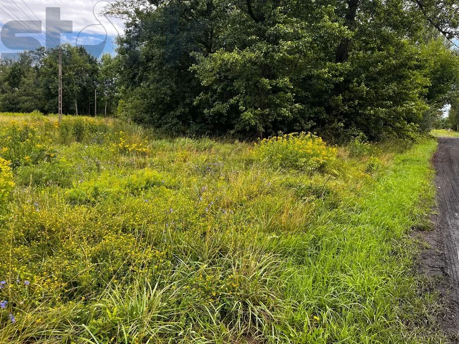 Działka budowlana 3013 m z wydanymi warunkami zabudowy - Stare Budy